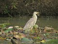 F (27) Pond heron - Victoria gardens, Nuwara Eliya